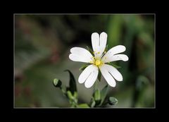 Kleine Waldblume