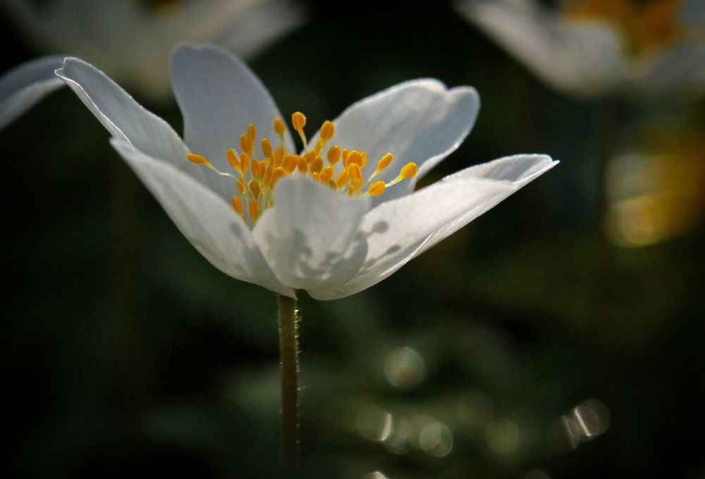 Kleine Waldfee...