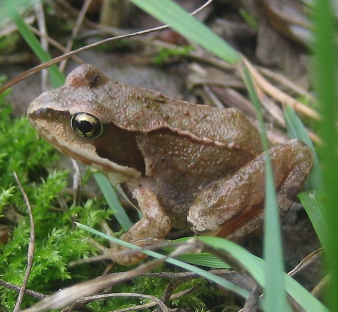 kleine Waldkröte