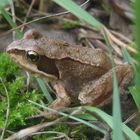 kleine Waldkröte