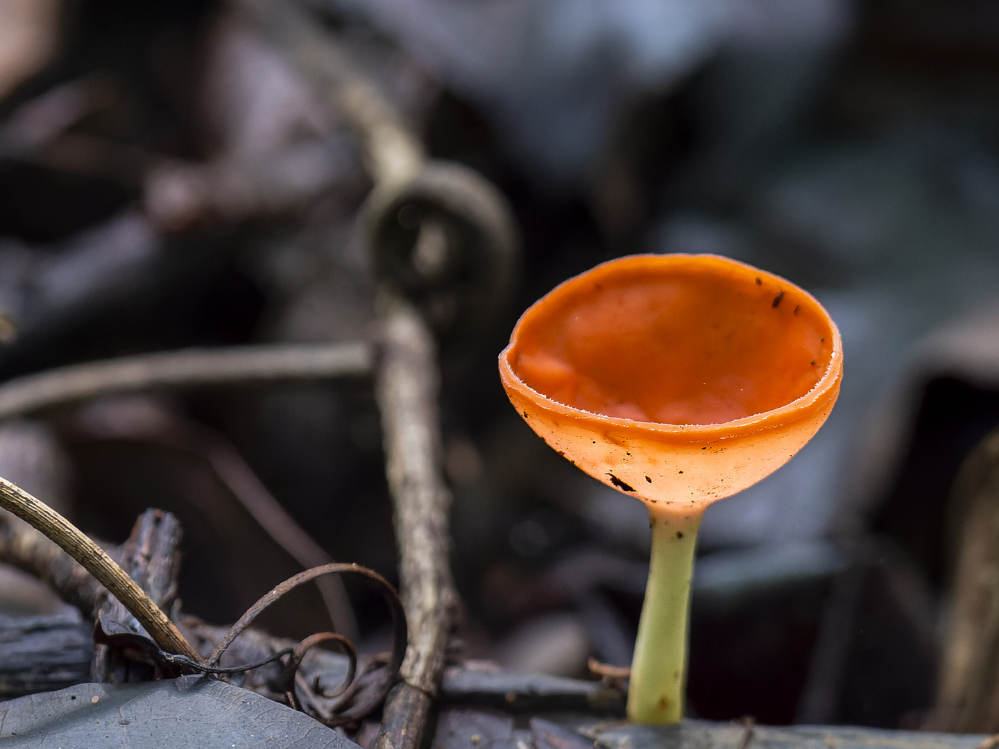 kleine "Waldlaterne"