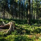 Kleine Waldlichtung