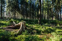 Kleine Waldlichtung