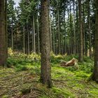 Kleine Waldlichtung