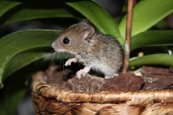 Kleine Waldmaus