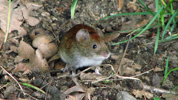 Kleine Waldmaus