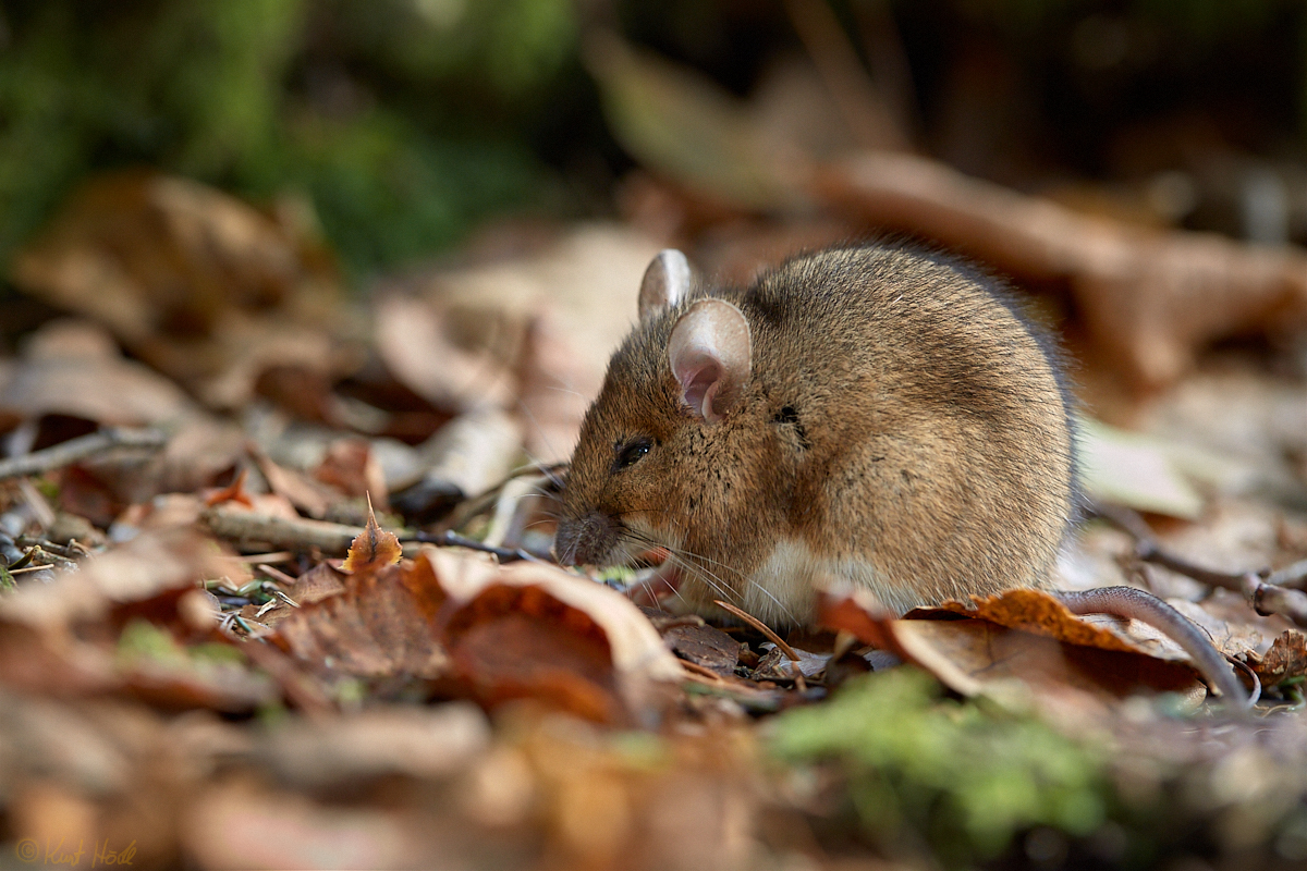 Kleine Waldmaus..