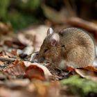 Kleine Waldmaus..