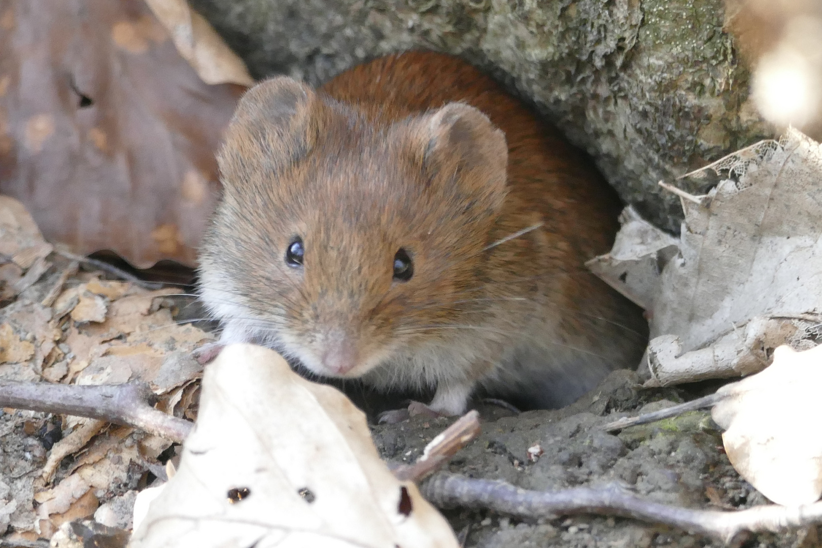 Kleine Waldmaus