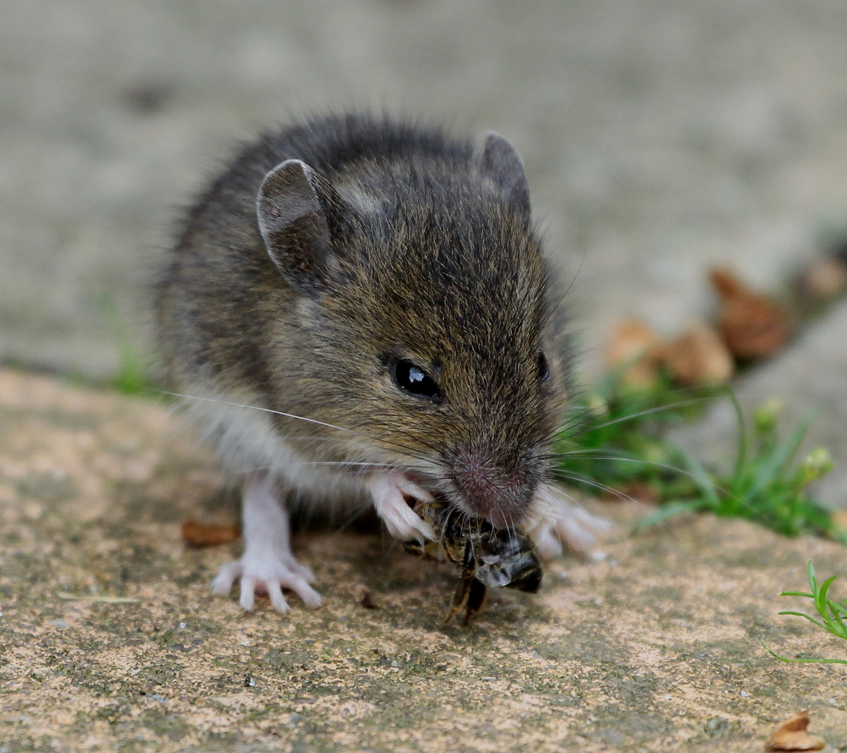 kleine Waldmaus "vernascht" tote Biene