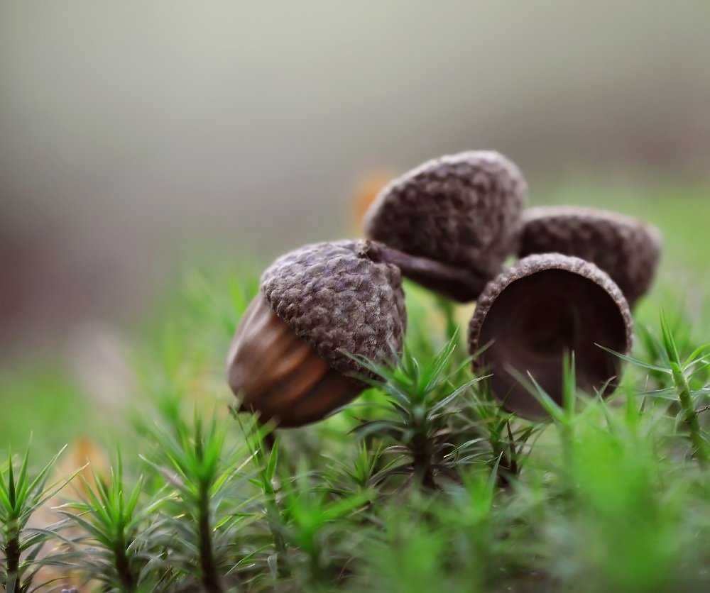 kleine Waldmützchen