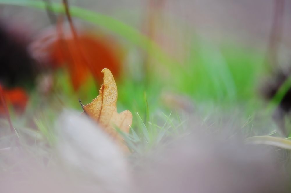 kleine Waldphantasie