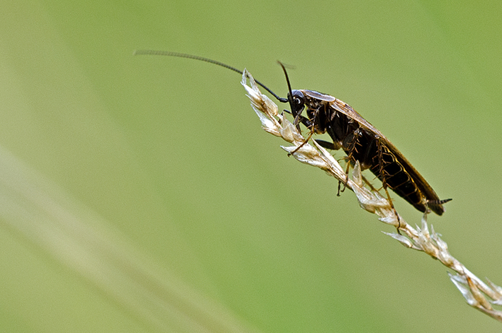 kleine Waldschabe