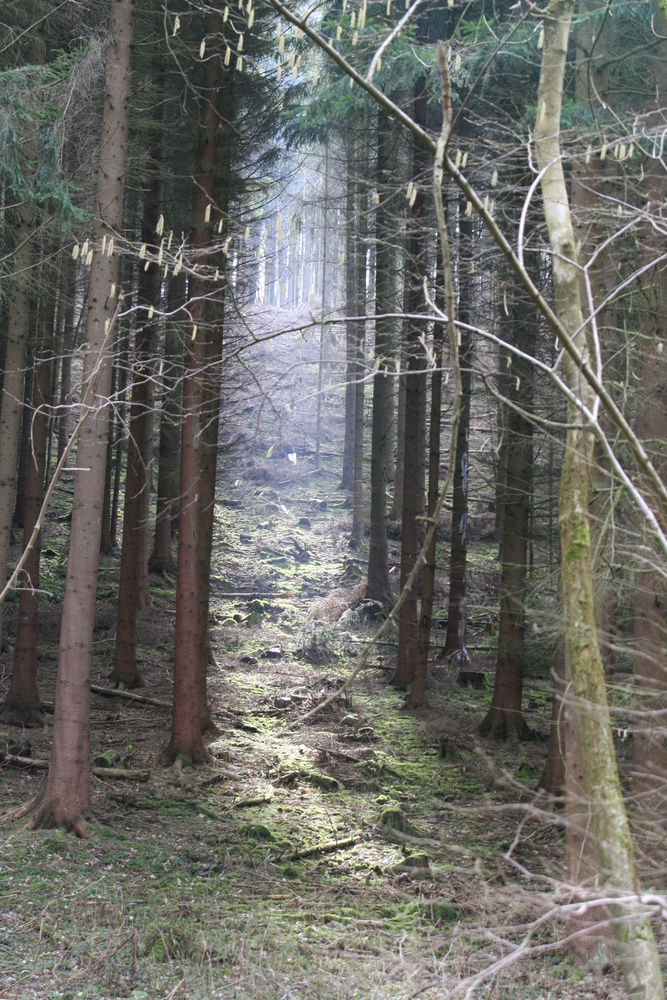 Kleine Waldschneise