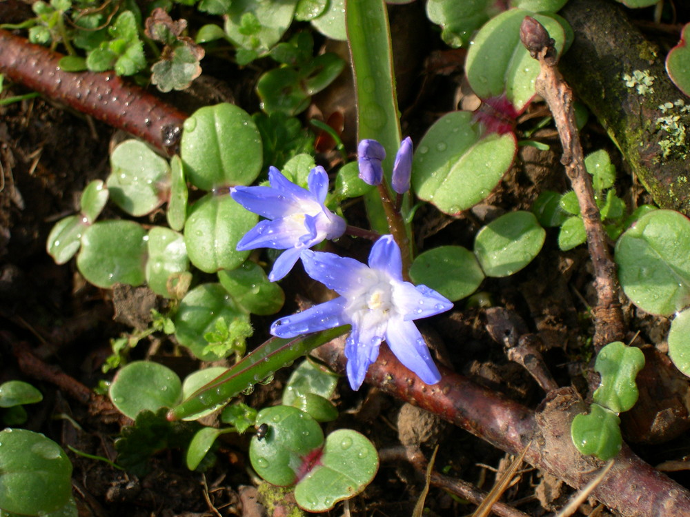 kleine Waldschönheit