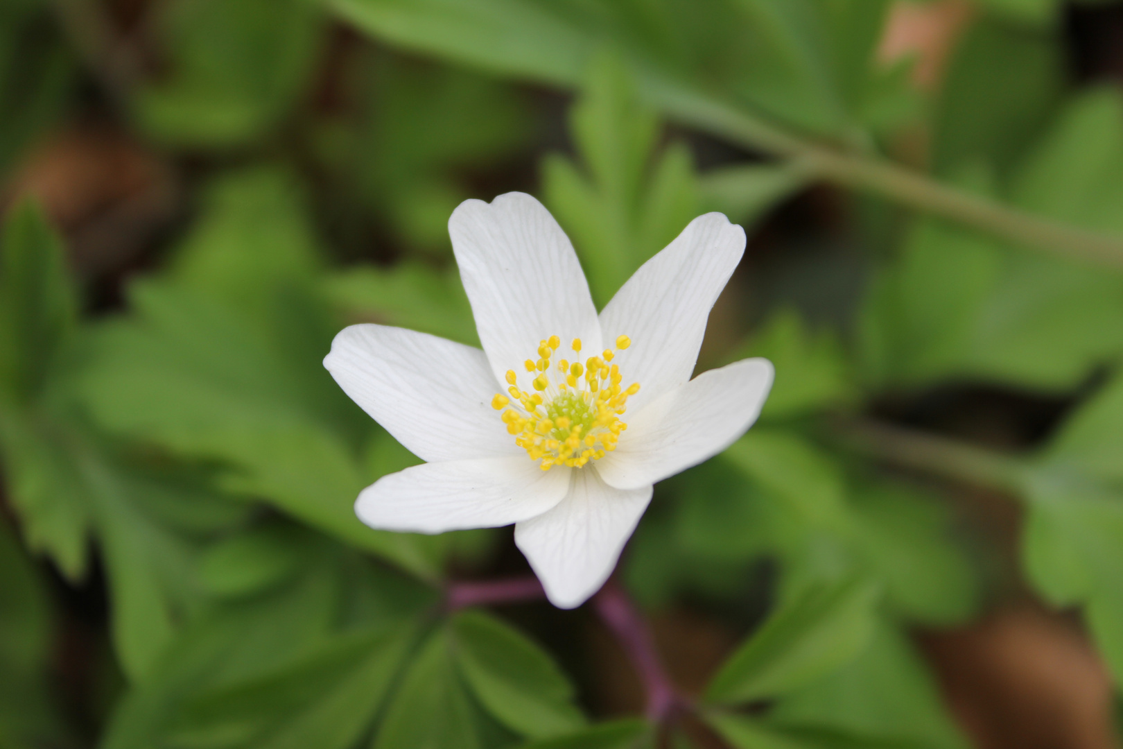 kleine Waldschönheit