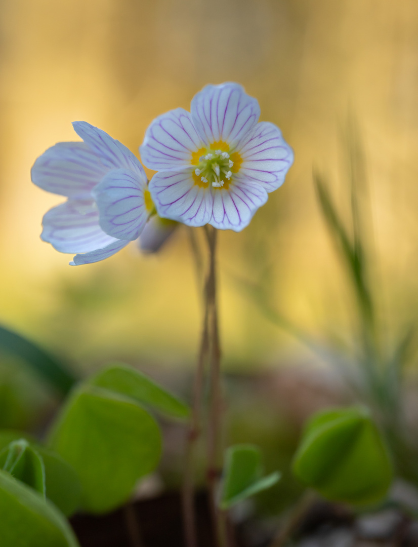 Kleine Waldschönheit