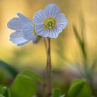 Kleine Waldschönheit