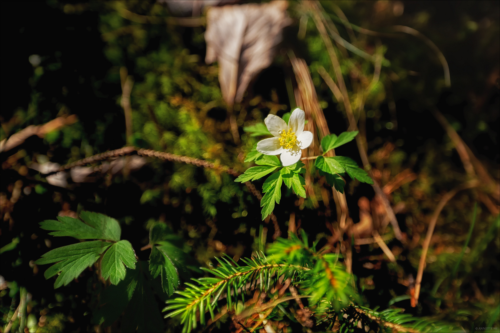 Kleine Waldschönheit