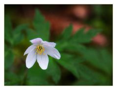 Kleine Waldschönheit