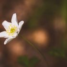 Kleine Waldschönheit