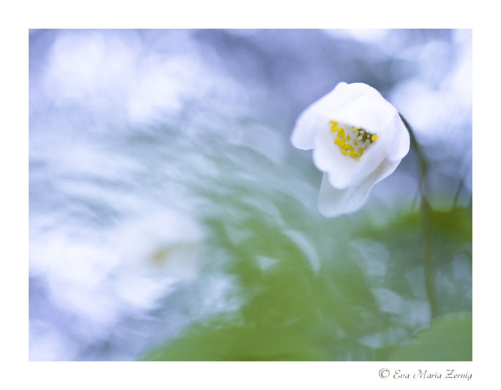 Kleine Waldschönheit