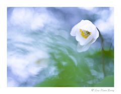 Kleine Waldschönheit