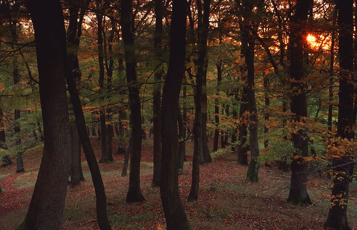 Kleine Waldserie #1/3