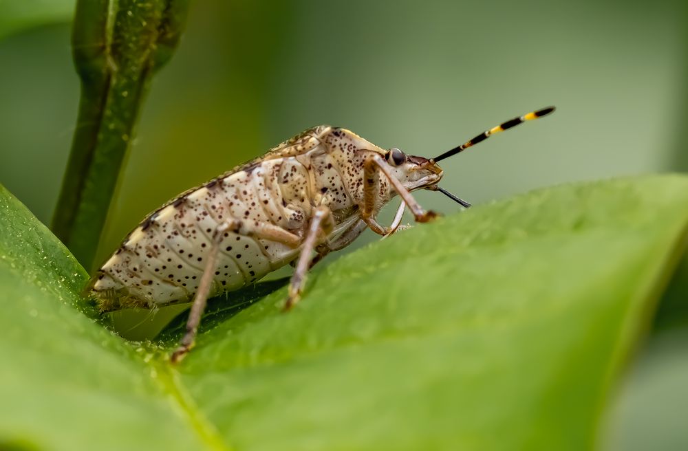 Kleine Wanze Foto Bild tiere tierdetails natur Kleine Wanze Foto Bild tiere tierdetails natur