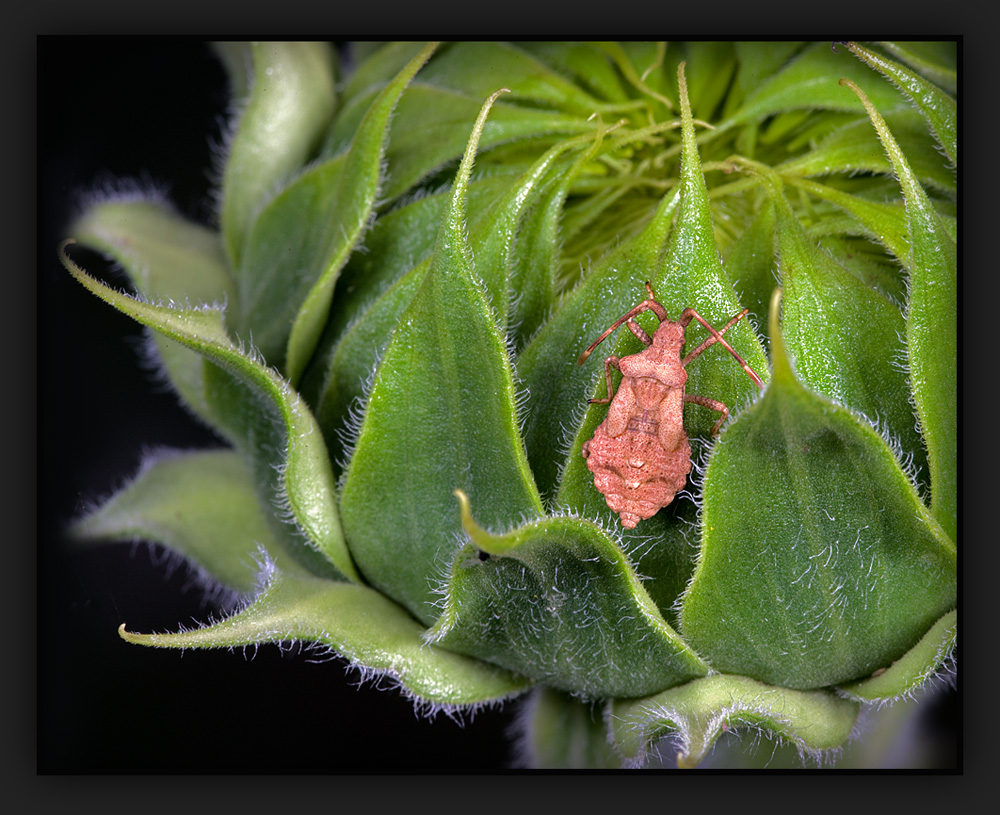 kleine Wanze auf einer Knospe