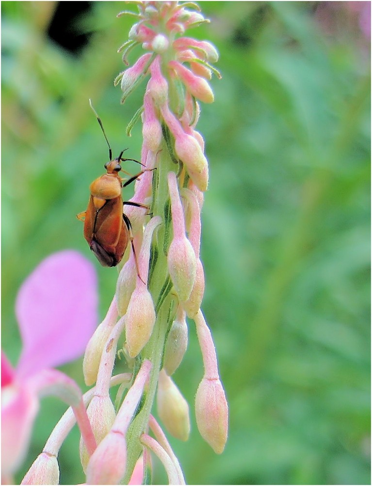 Kleine Wanze ;) deraeocoris ruber