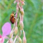 Kleine Wanze ;) deraeocoris ruber