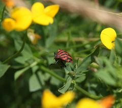 kleine Wanze du brauchst dich nicht verstecken