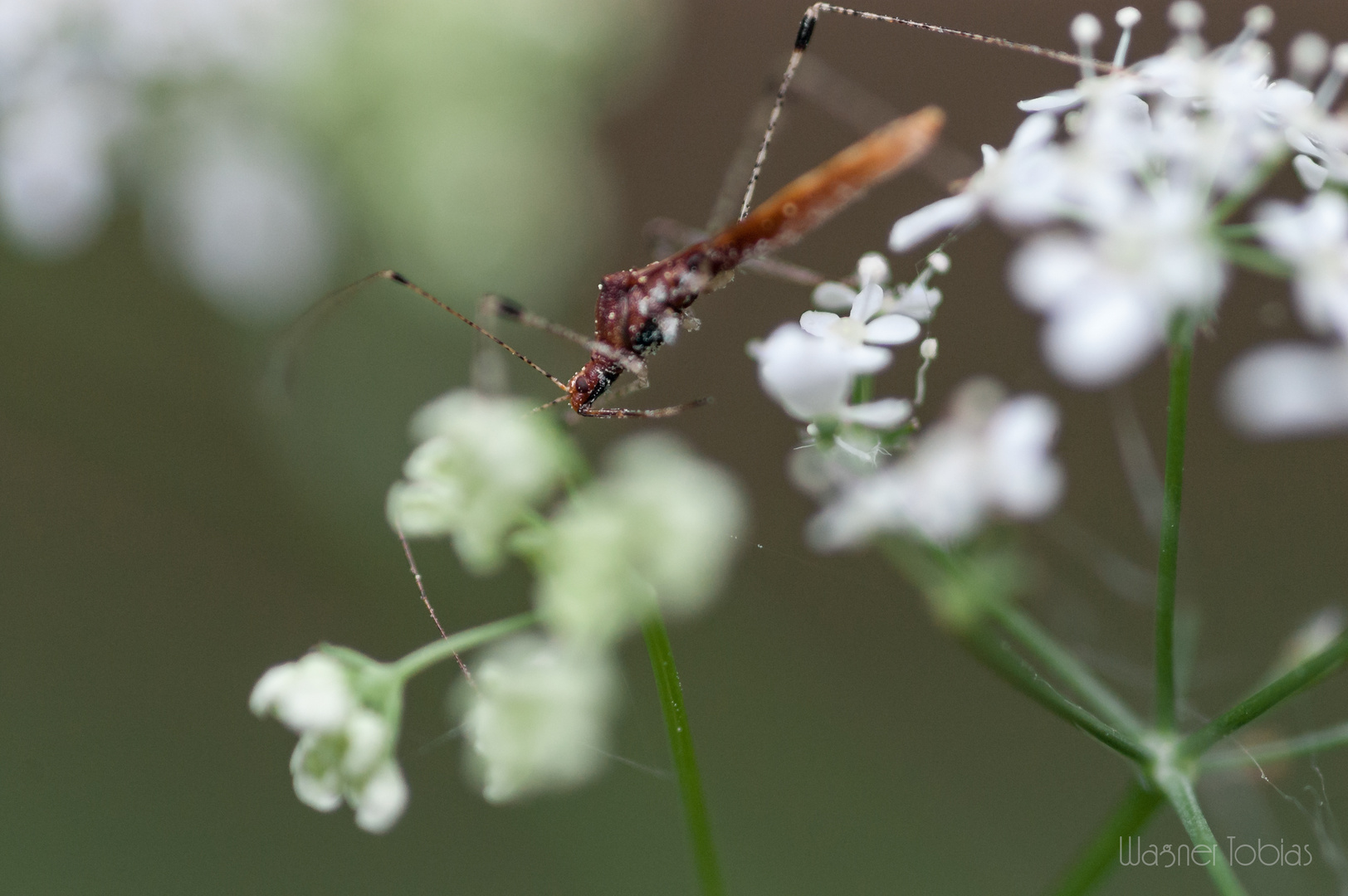 Kleine Wanze; Hexenkrautwanze (Metatropis rufescens).