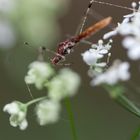 Kleine Wanze; Hexenkrautwanze (Metatropis rufescens).