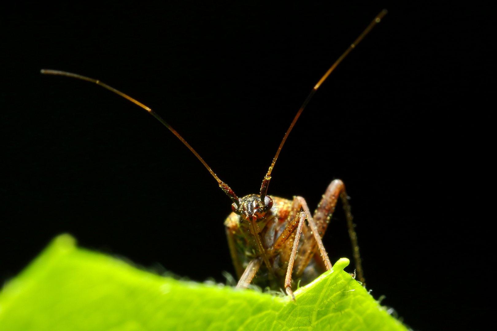 Kleine Wanze lugt hinter einem Blatt hervor (I)