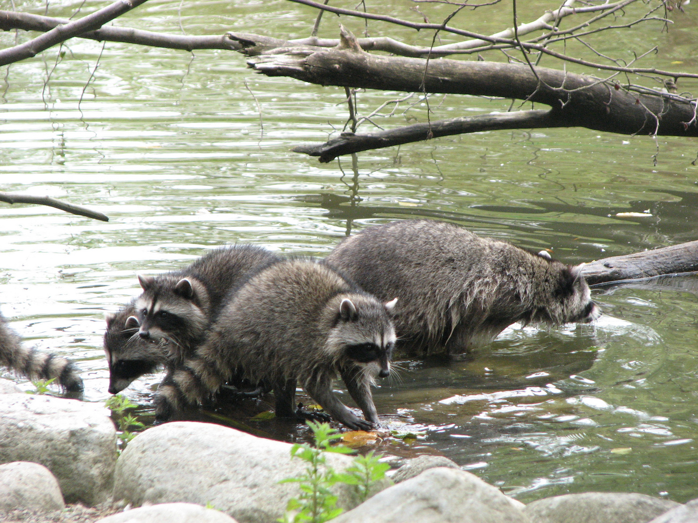 Kleine Waschbären in Vancouver