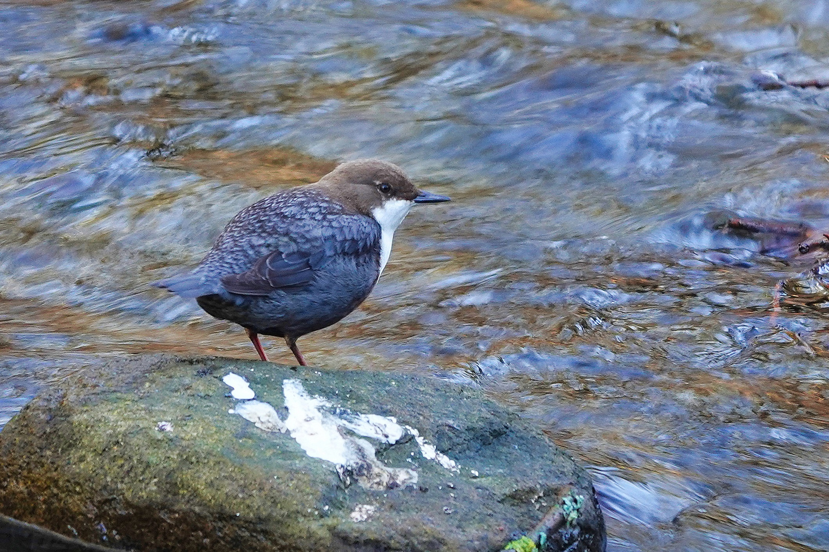 Kleine Wasseramsel 