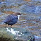 Kleine Wasseramsel 