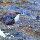 Kleine Wasseramsel 