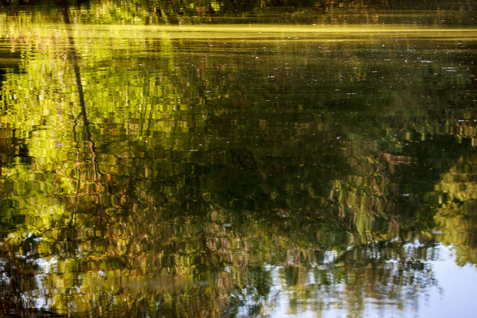 Kleine Wasserlinse