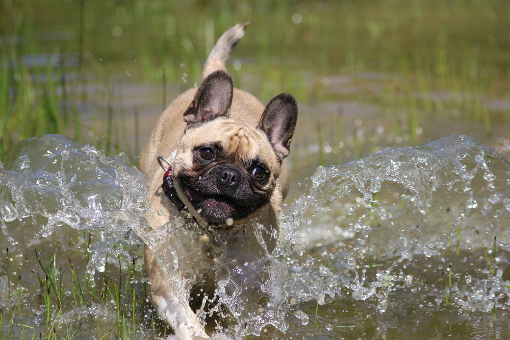 kleine wasserratte...