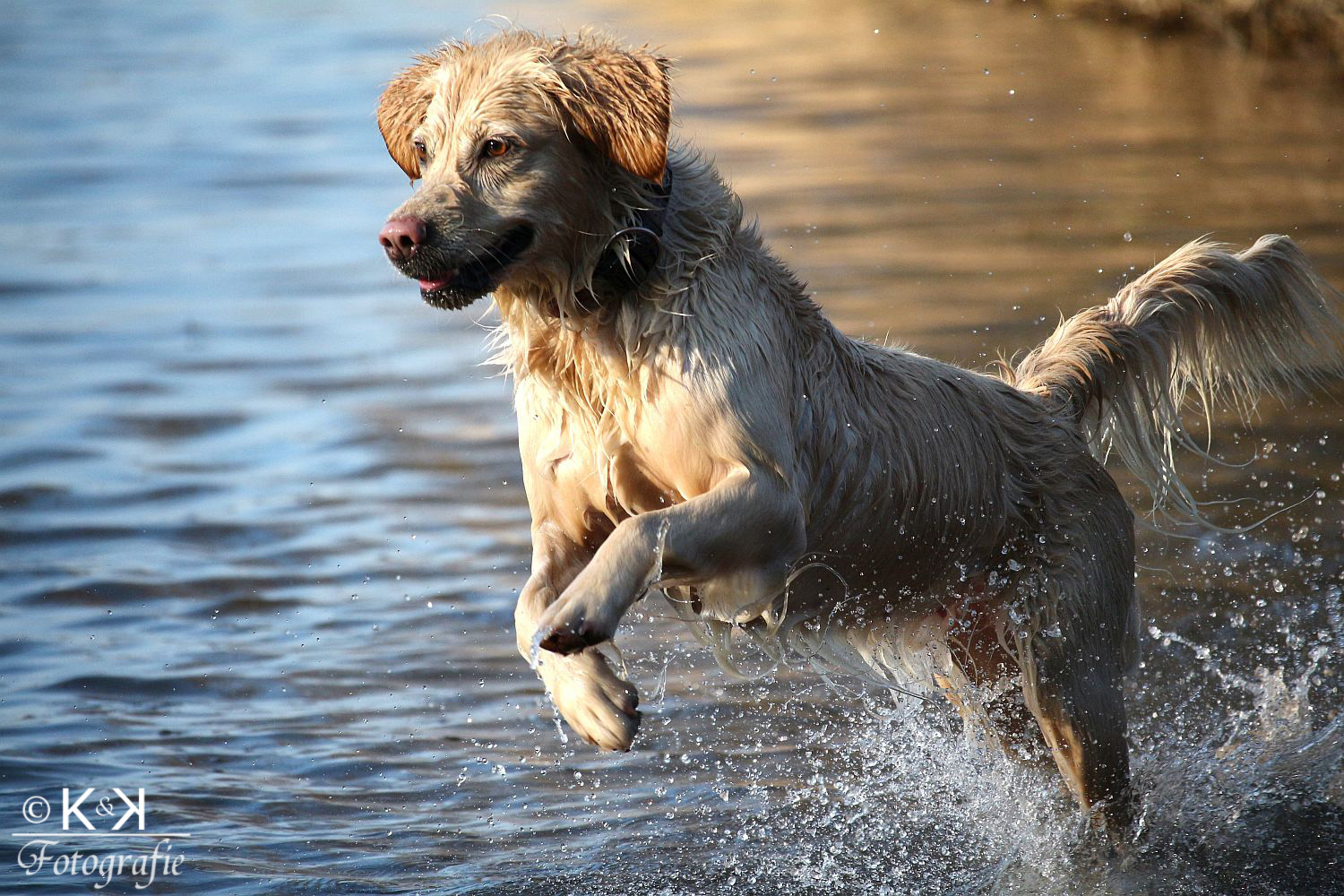 Kleine Wasserratte