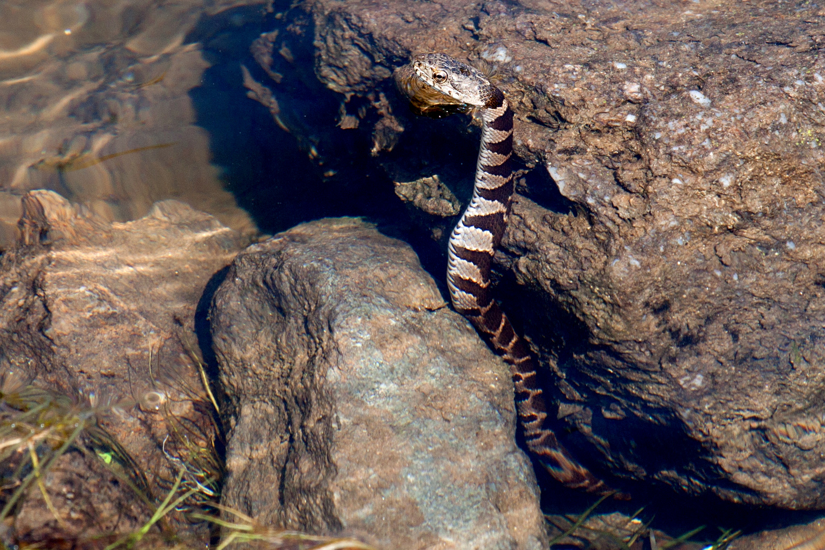 Kleine Wasserschlange