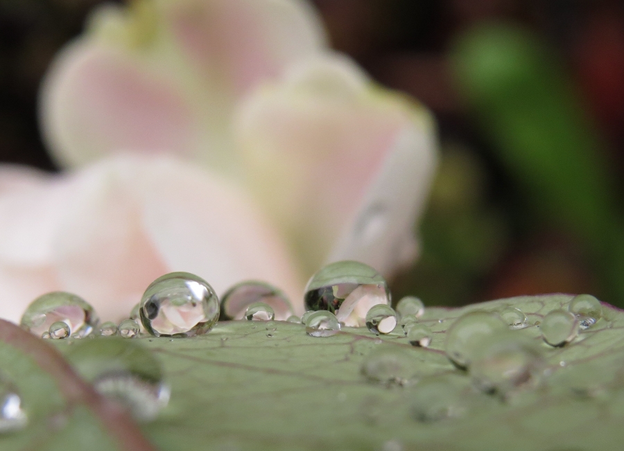 kleine Wasserwelten