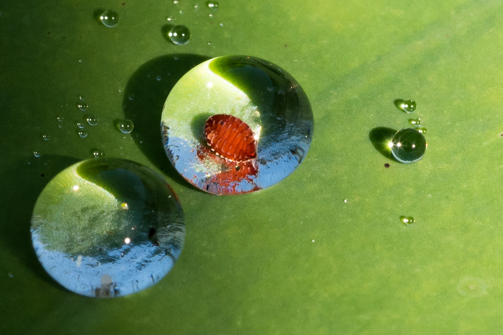 Kleine Wasserwunderwelt