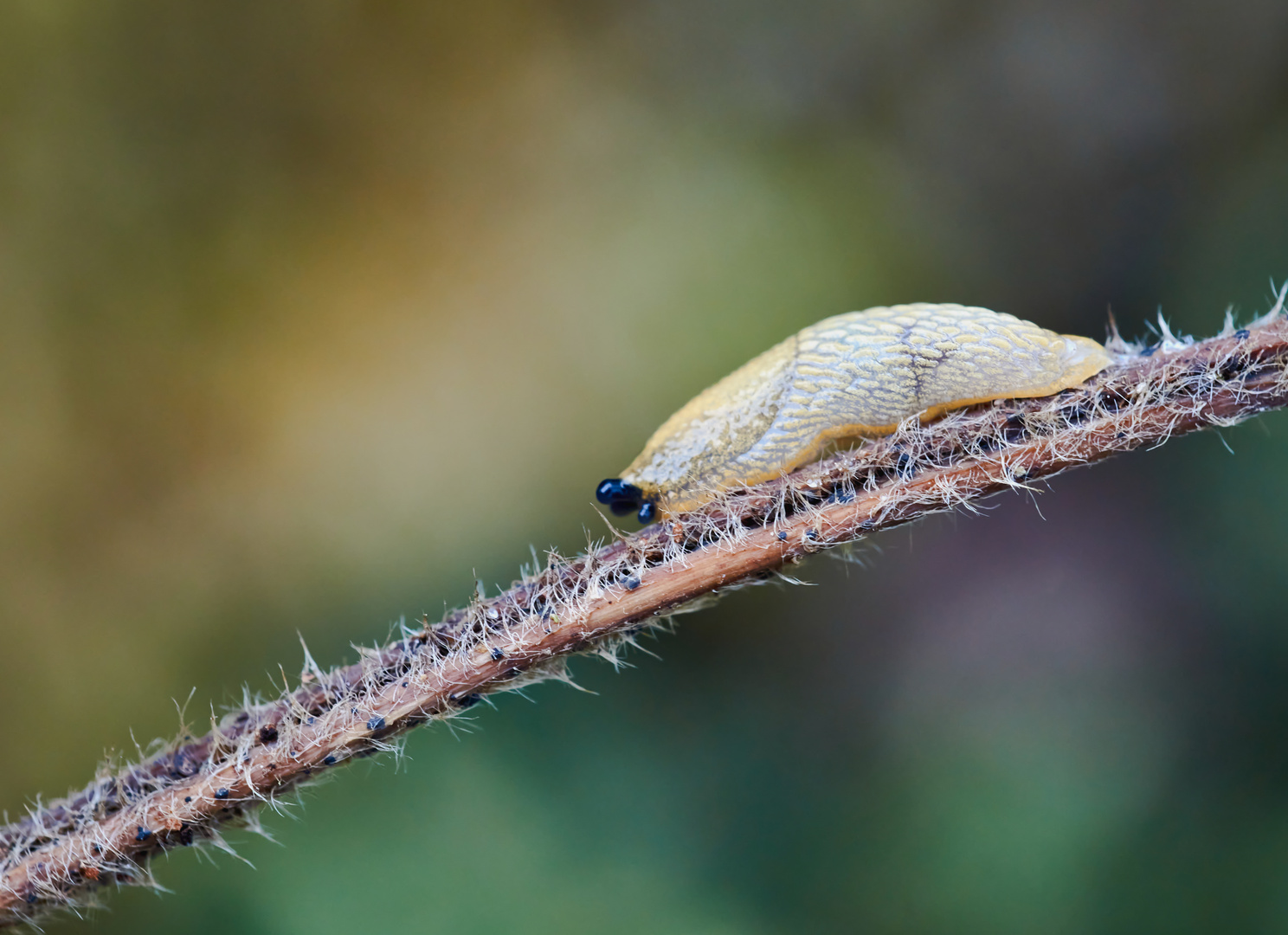 Kleine Wegschnecke 