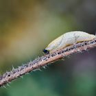 Kleine Wegschnecke 