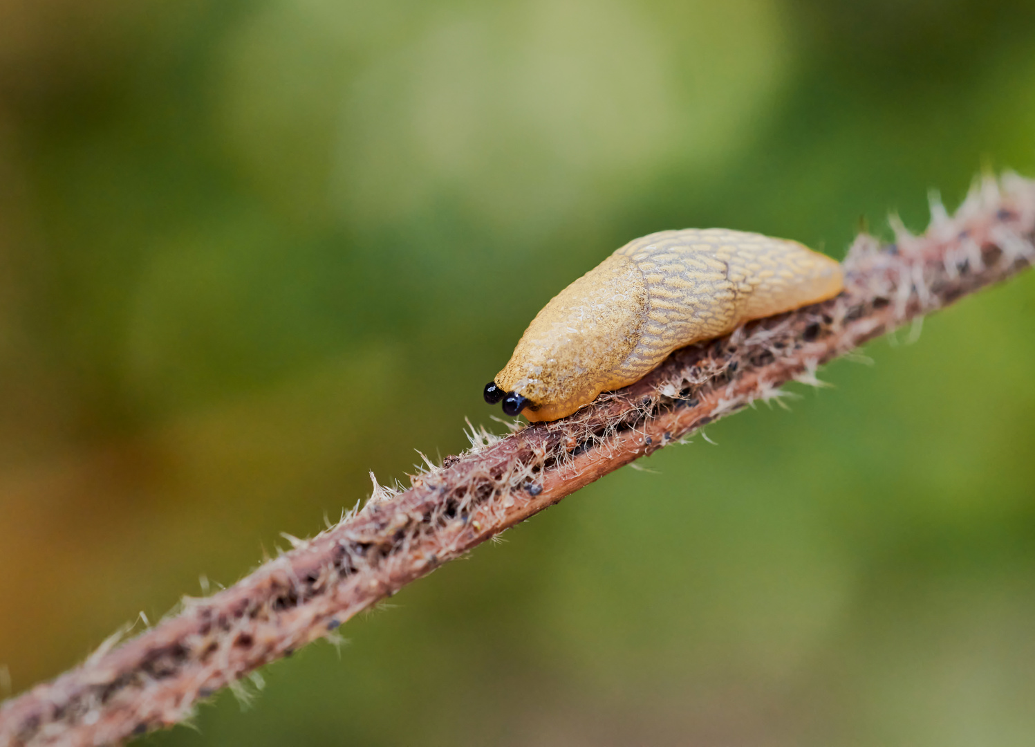 Kleine Wegschnecke 