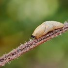 Kleine Wegschnecke 